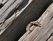 Picture/image of Just for Fun