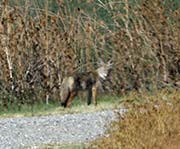 Picture/image of Just for Fun