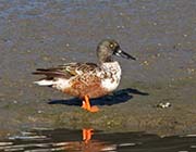 Picture/image of Northern Shoveler