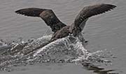 Picture/image of Red-throated Loon