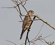 Picture/image of Merlin