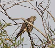 Picture/image of Merlin