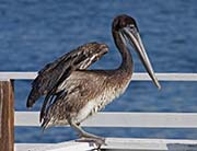 Picture/image of Brown Pelican