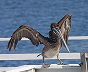 Picture/image of Brown Pelican