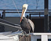 Picture/image of Brown Pelican