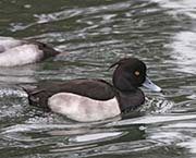 Picture/image of Tufted Duck
