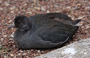 Picture/image of American Coot
