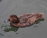 Picture/image of Redhead