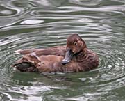 Picture/image of Redhead