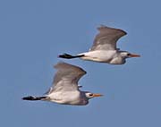 Picture/image of Cattle Egret