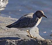 Picture/image of Surfbird