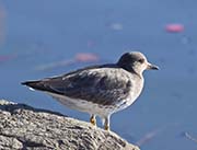 Picture/image of Surfbird