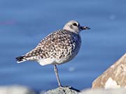 Picture/image of Black-bellied Plover