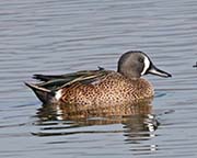 Picture/image of Blue-winged Teal