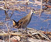 Picture/image of Sora