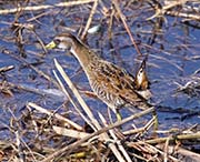 Picture/image of Sora