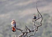 Picture/image of American Kestrel