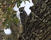 Picture/image of Nuttall's Woodpecker