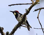 Picture/image of Acorn Woodpecker