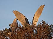 Picture/image of White-tailed Kite