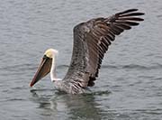Picture/image of Brown Pelican