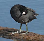 Picture/image of American Coot