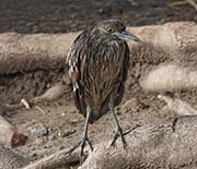 Picture/image of Black-crowned Night-Heron