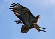 Picture/image of Red-tailed Hawk
