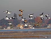 Picture/image of American Avocet