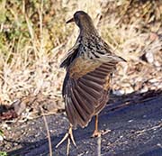 Picture/image of Ridgway's Rail