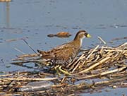 Picture/image of Sora