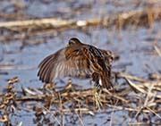 Picture/image of Sora