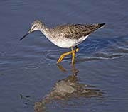 Picture/image of Greater Yellowlegs
