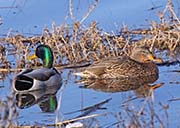 Picture/image of Mallard