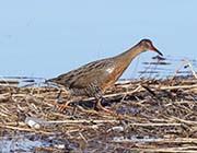 Picture/image of Ridgway's Rail