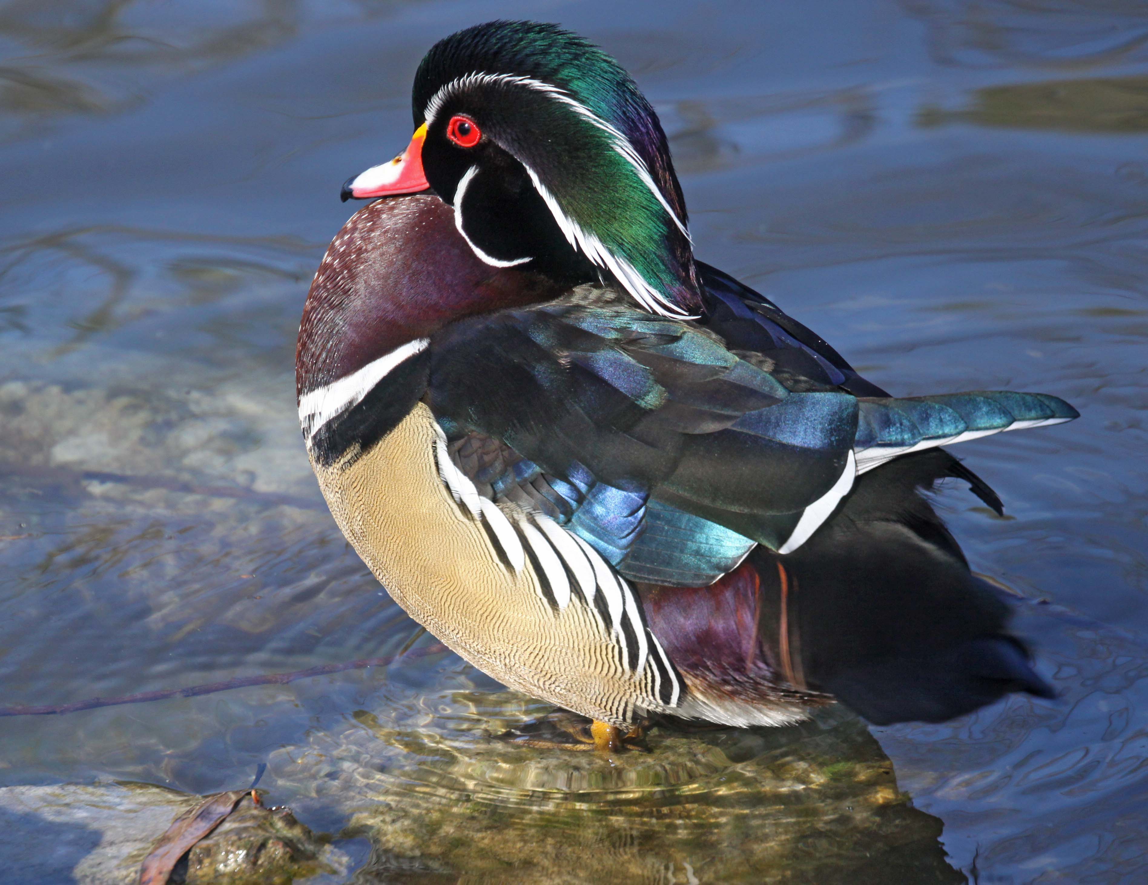 Pictures and information on Wood Duck
