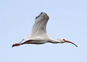 Picture/image of White Ibis