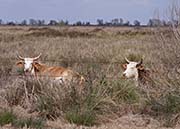 Picture/image of Brazoria NWR