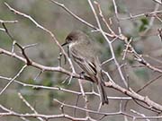 Picture/image of Eastern Phoebe