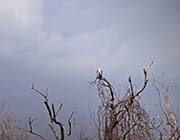 Picture/image of Brazoria NWR