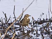 Picture/image of American Pipit