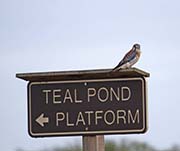 Picture/image of Brazoria NWR