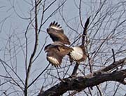 Picture/image of Crested Caracara