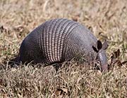 Picture/image of Just for Fun