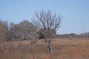 Picture/image of Attwater Prairie Chicken NWR