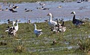Picture/image of Snow Goose