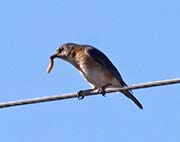 Picture/image of Eastern Bluebird