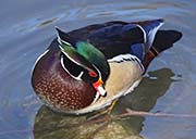 Picture/image of Wood Duck