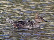 Picture/image of Hooded Merganser