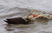 Picture/image of Black Oystercatcher